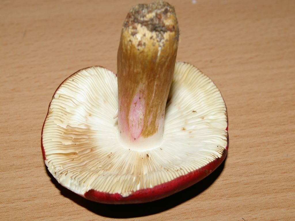 Russula xerampelina ?